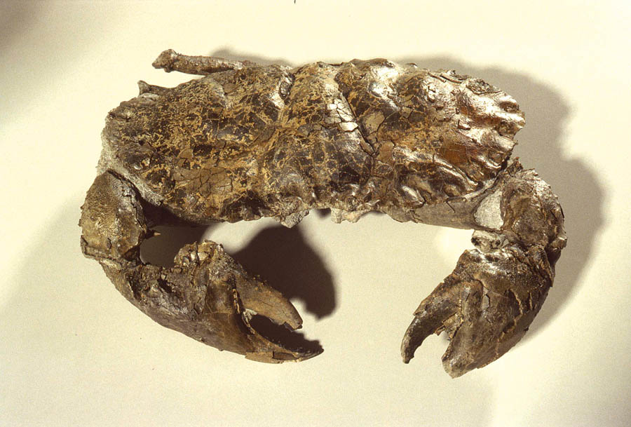 Cancer sismondae
