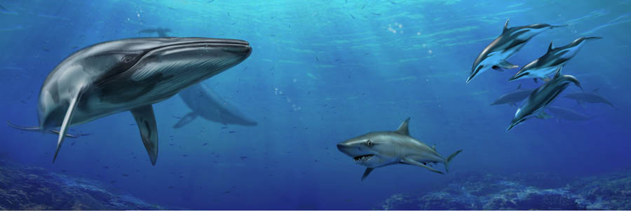 Pliocenic sea. Dis. Bonadonna