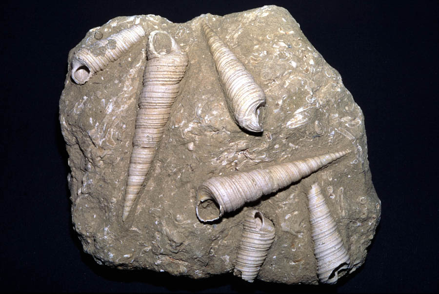 Turritella cfr. vermicularis