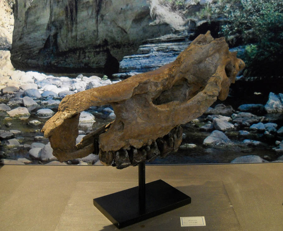 Stephanorhinus hundsheimensis