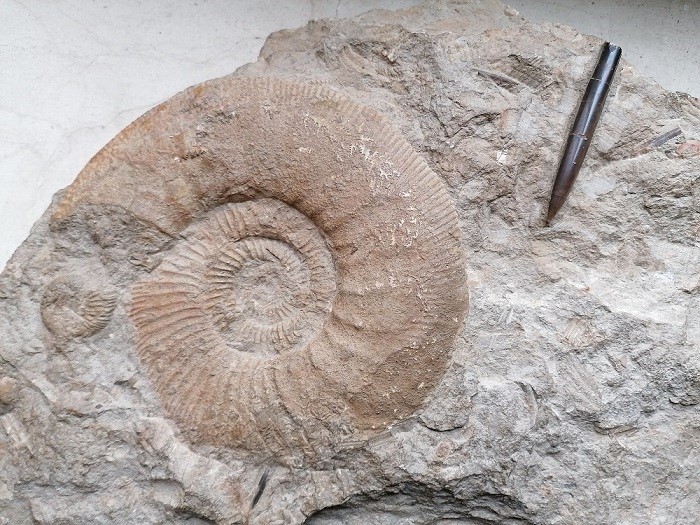 ammonites