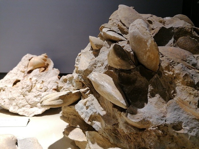 fossils