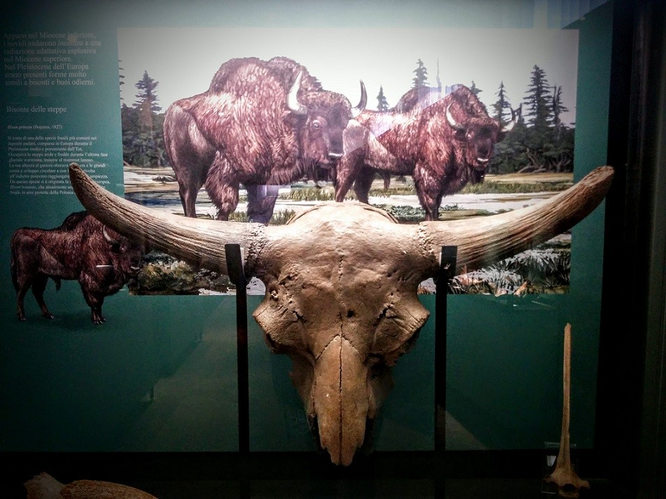 bison