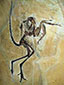 Archaeopteryx