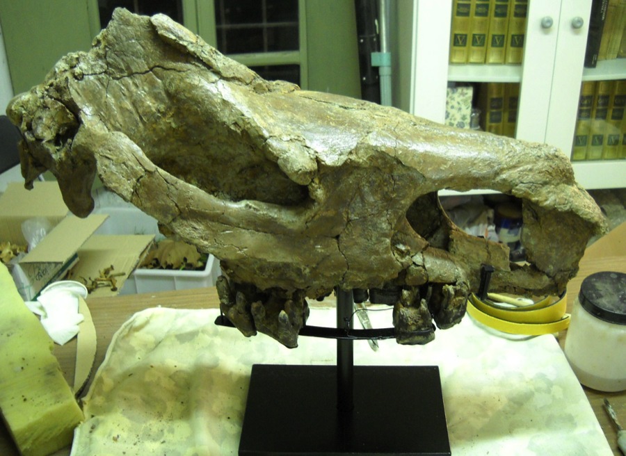 8_cranio_rinoceronte_in_restauro