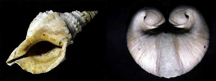 caronia-e-glossus