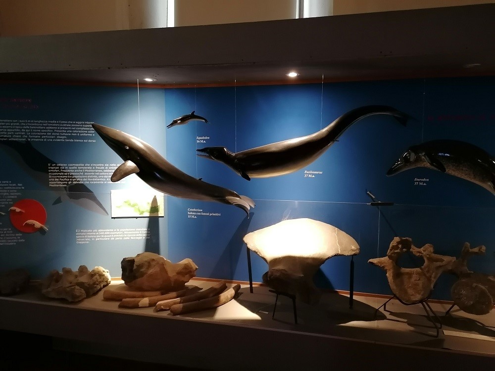 whales 3